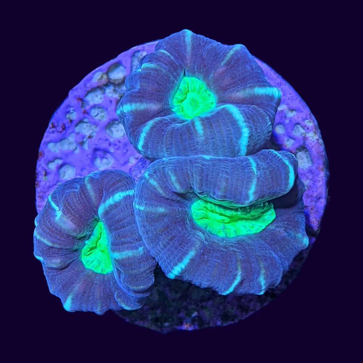 Candy Cane Green Pinwheel 3 Heads