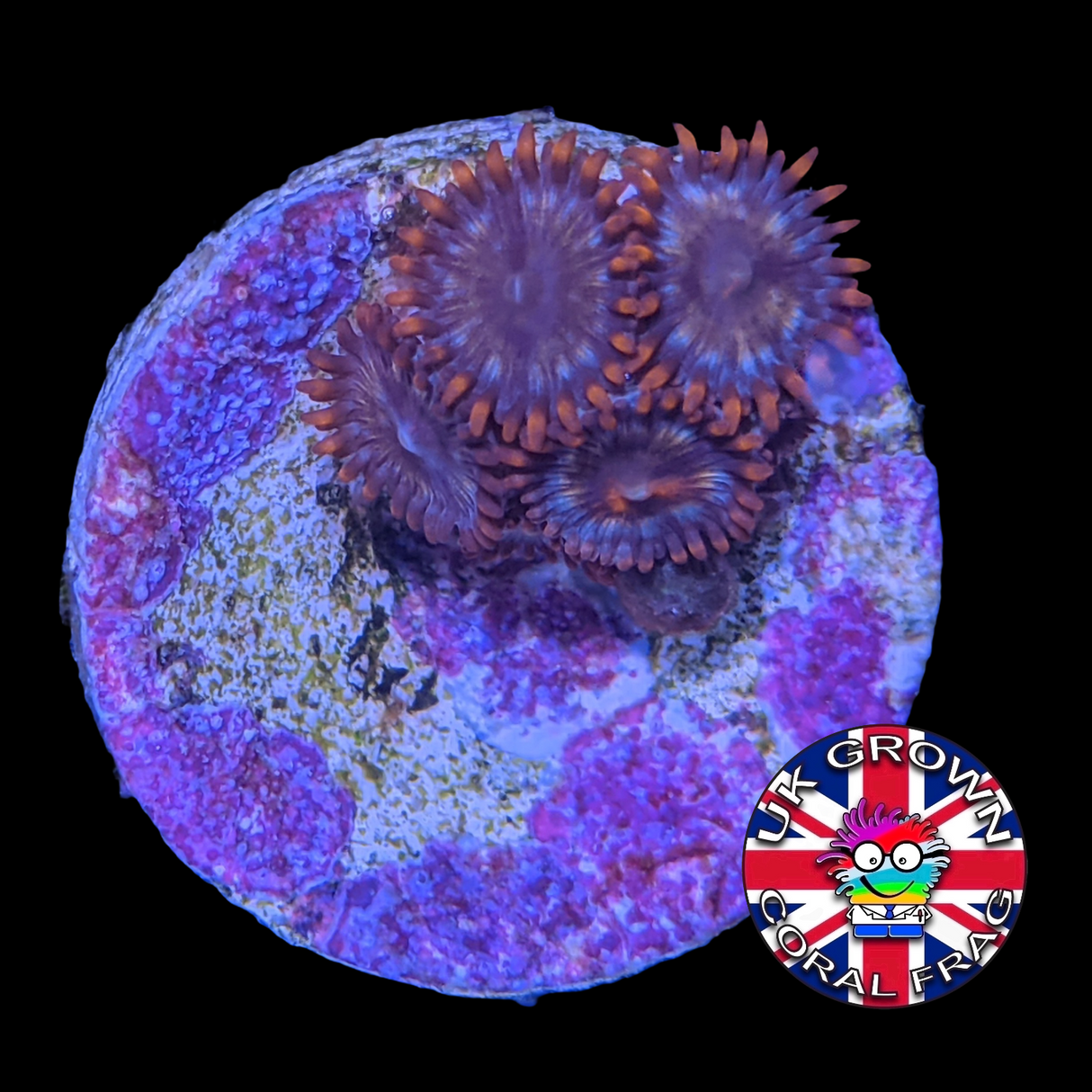 Pin wheel Zoa (UK Grown)