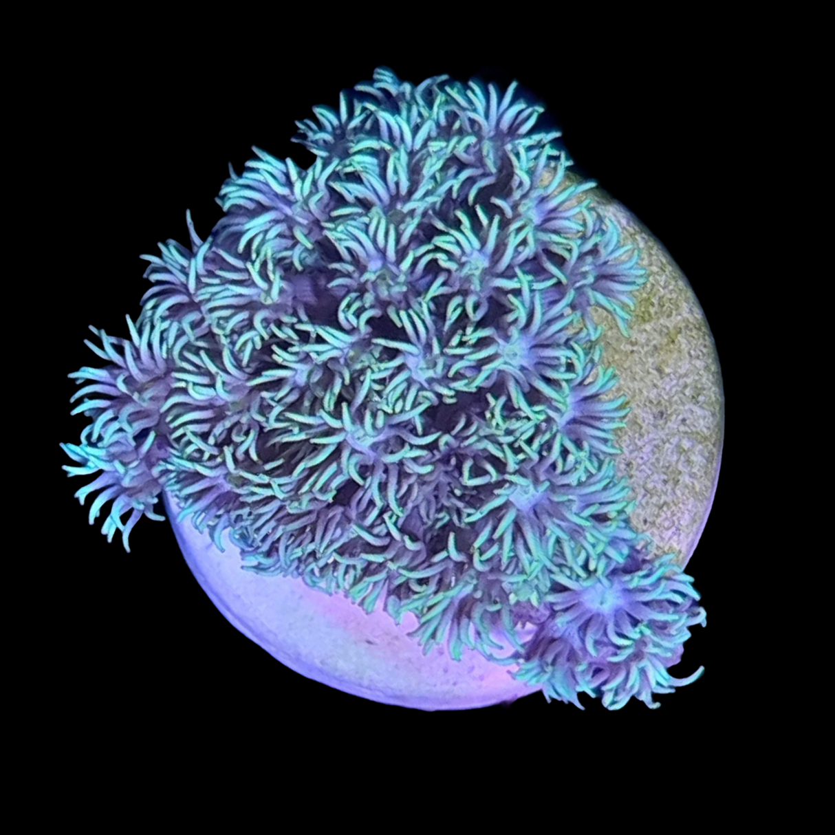 Mint Green Goniopora