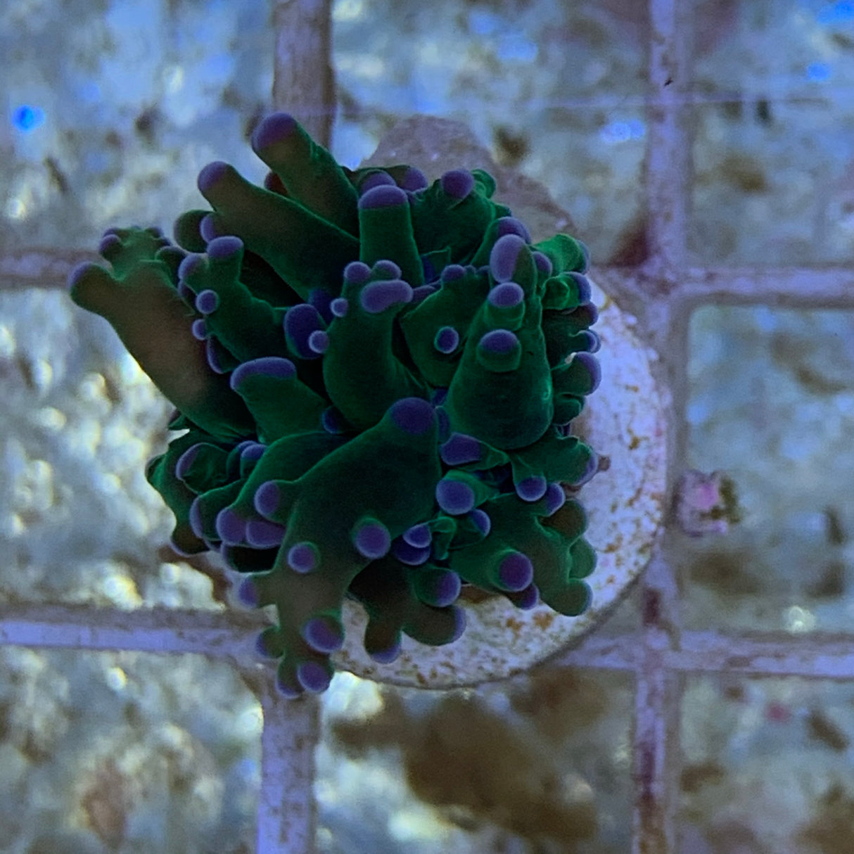 Branching Green Frogspawn Frag (Single Head)