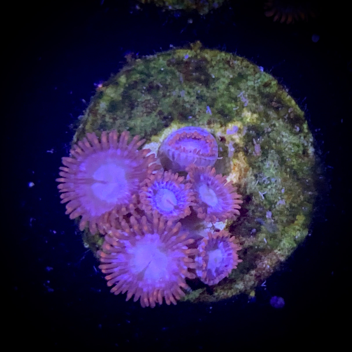 Zoa Frag