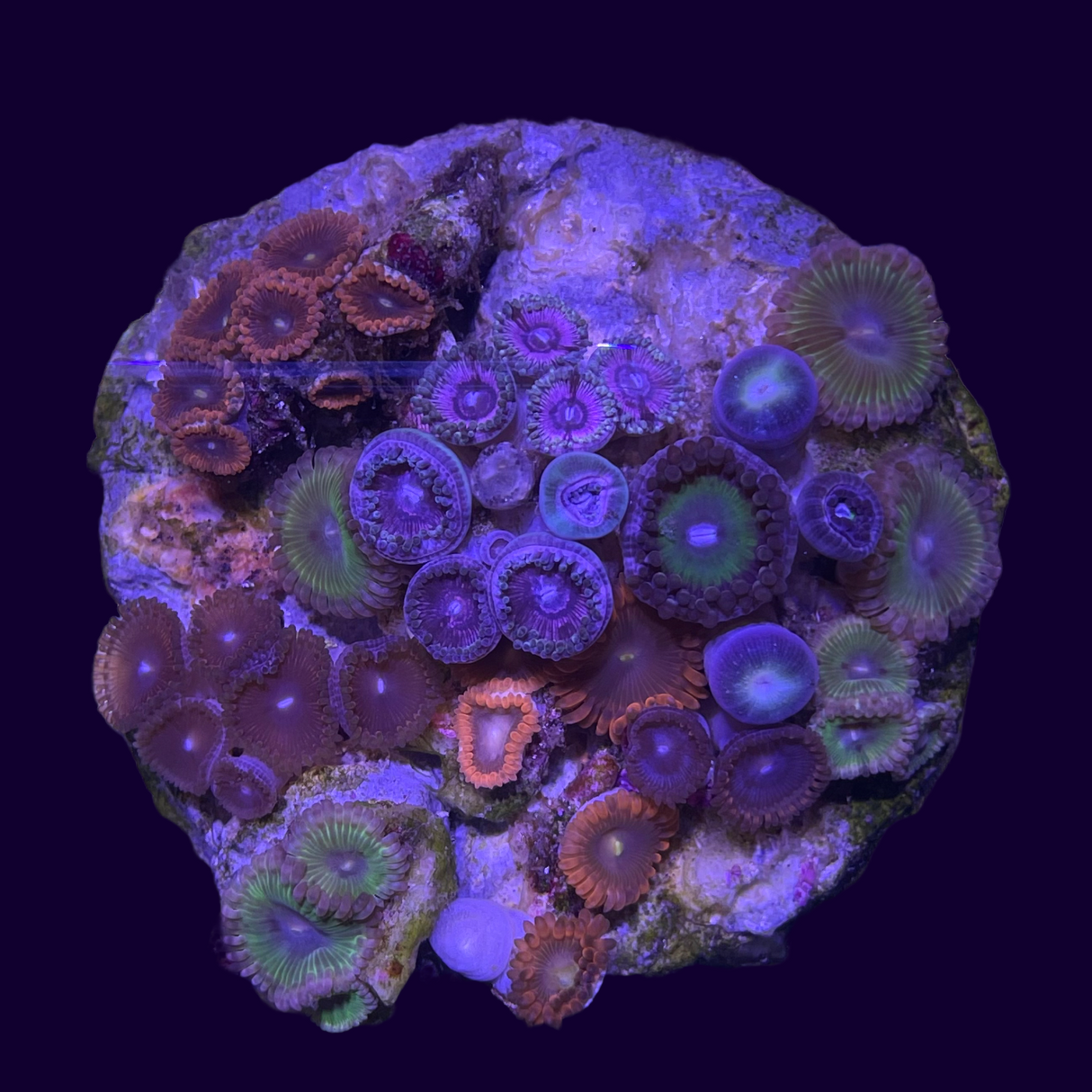 Zoa Disc