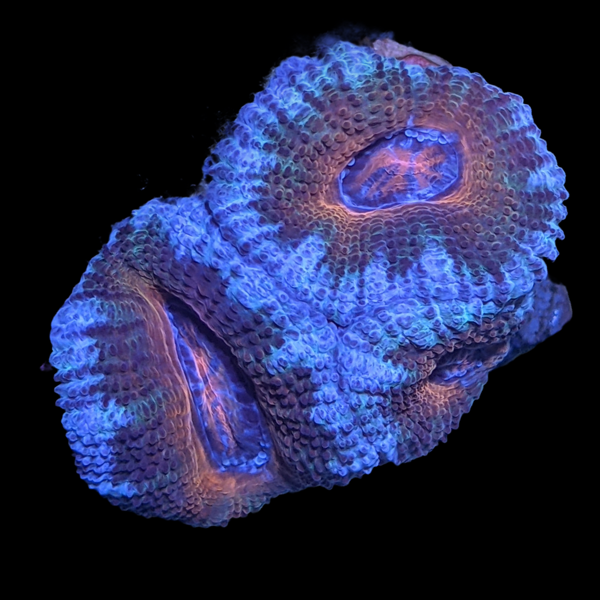 Acanthastrea Lordhowensi