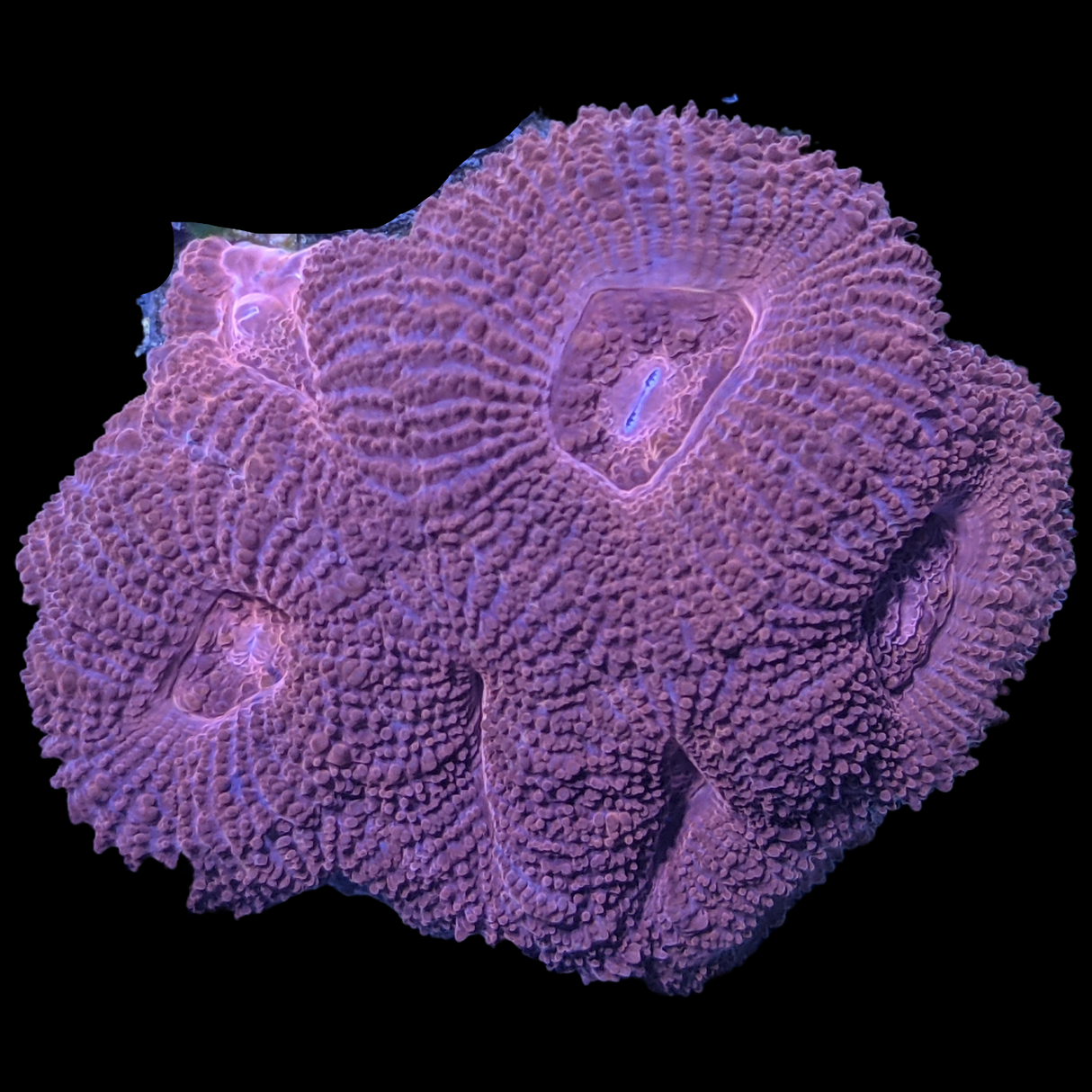 Acanthastrea Lordhowensi