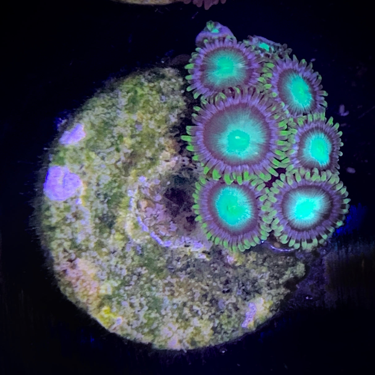 Zoa Frag