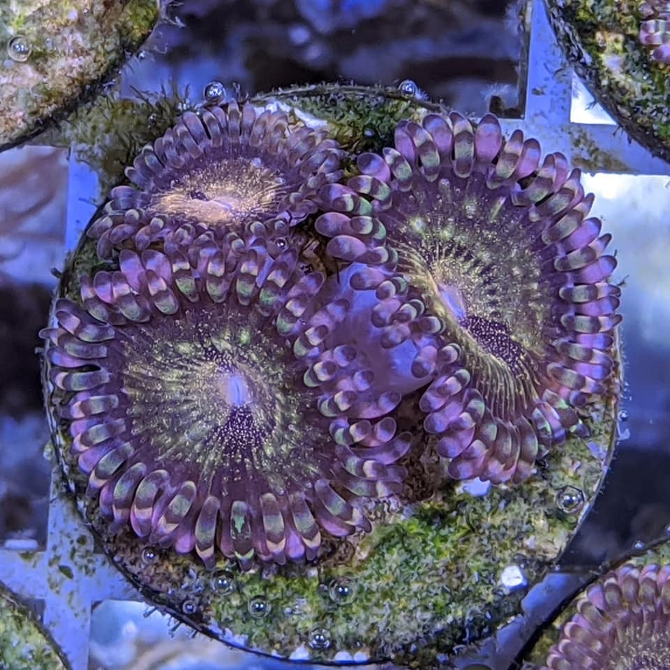 3 polyp Zoa frag