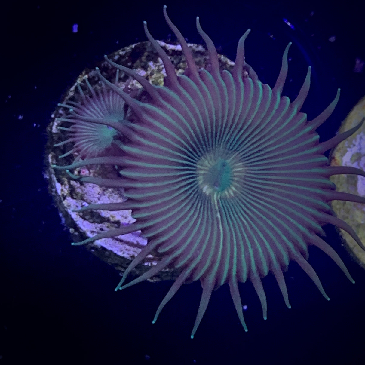 Zoa Frag