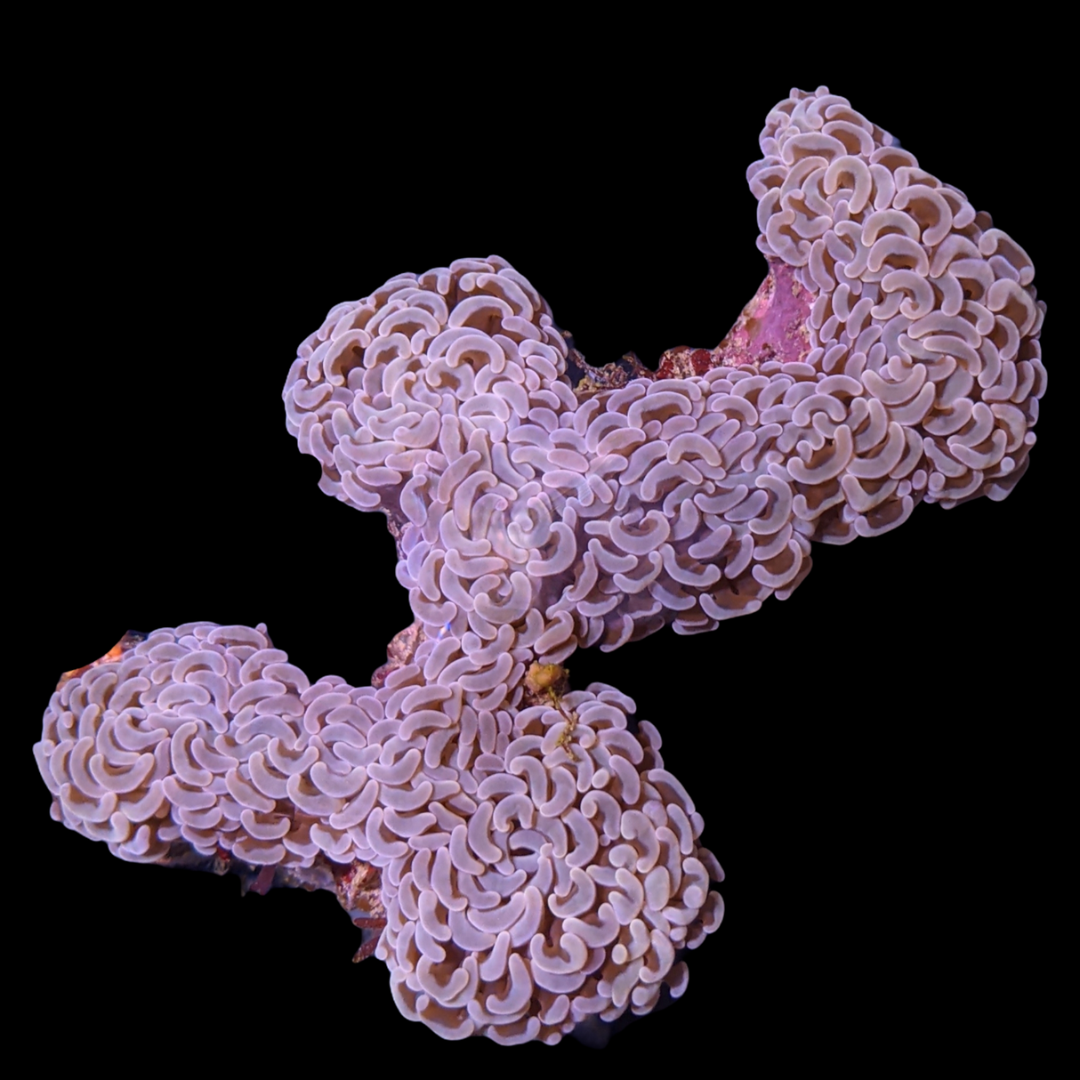 Wall Hammer Euphyllia Ancora Large (Collection Only)