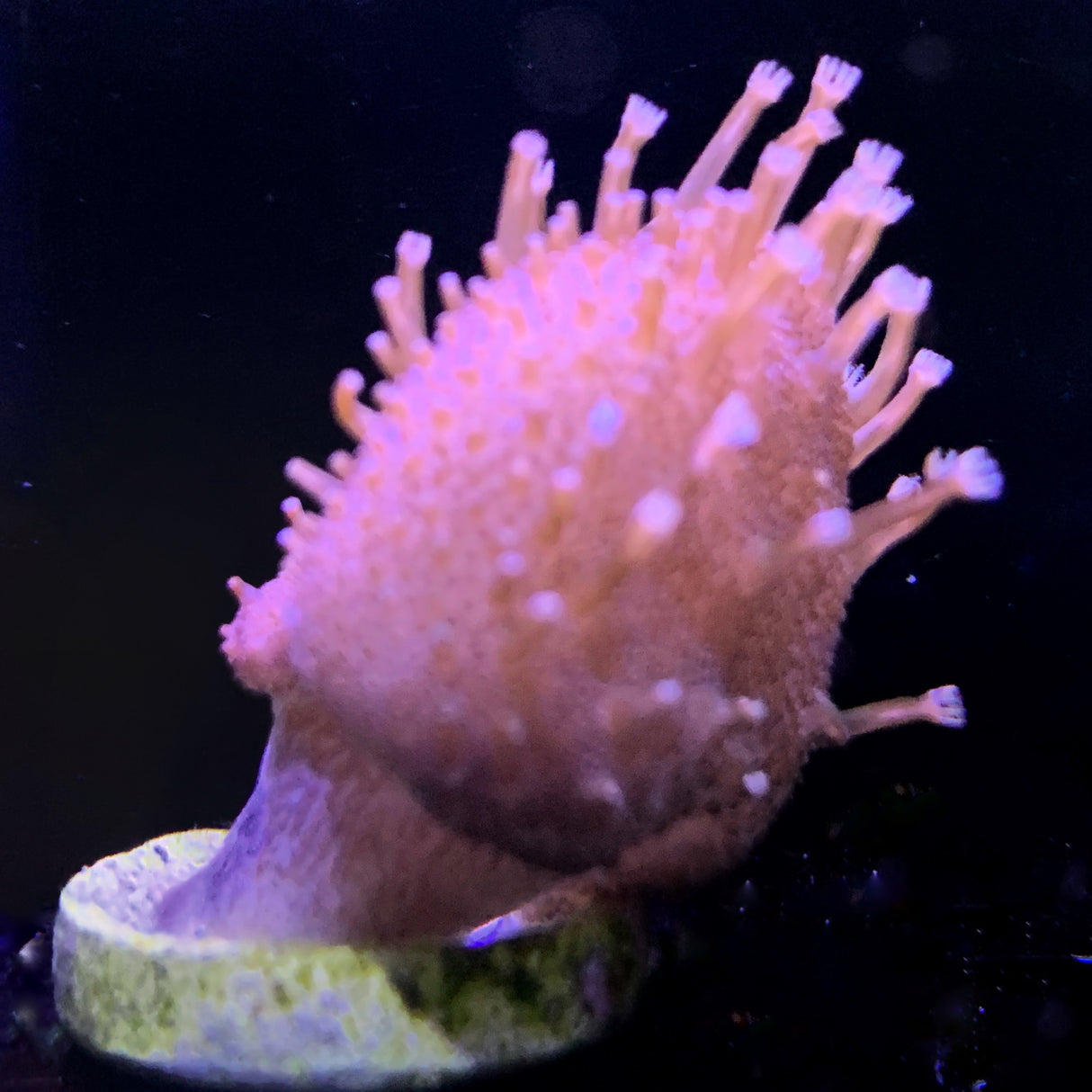 Toadstool coral