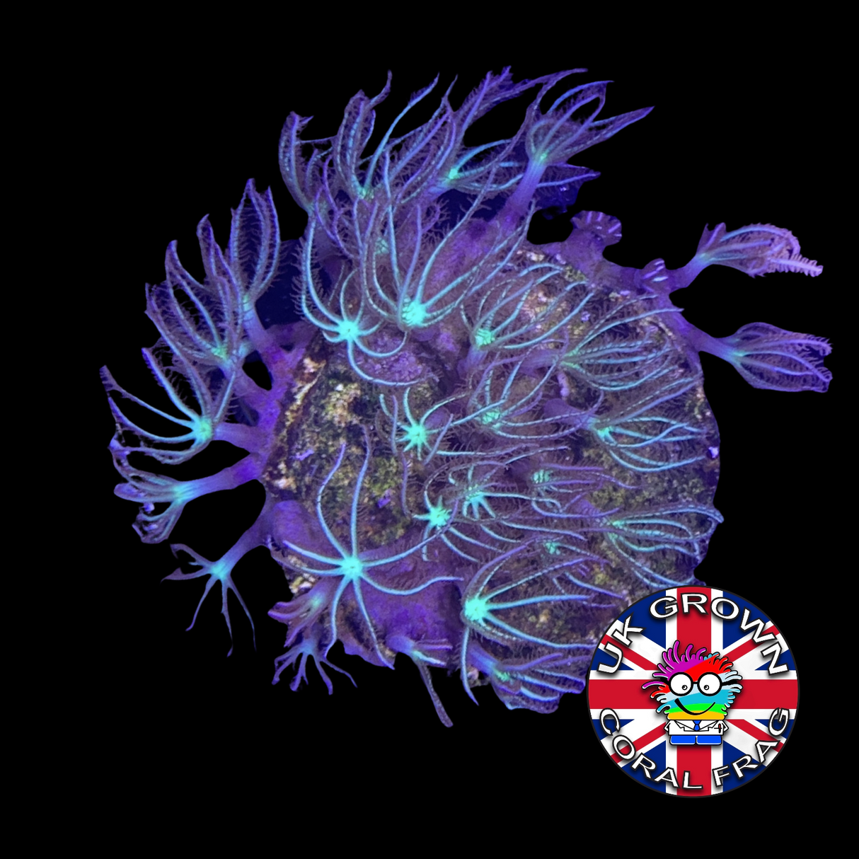 Star Polyps (Standard Plug) (UK Grown)