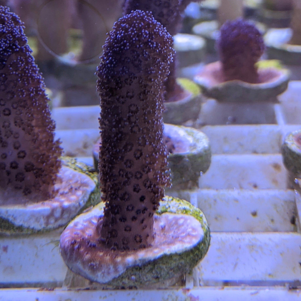 Purple Stylophora