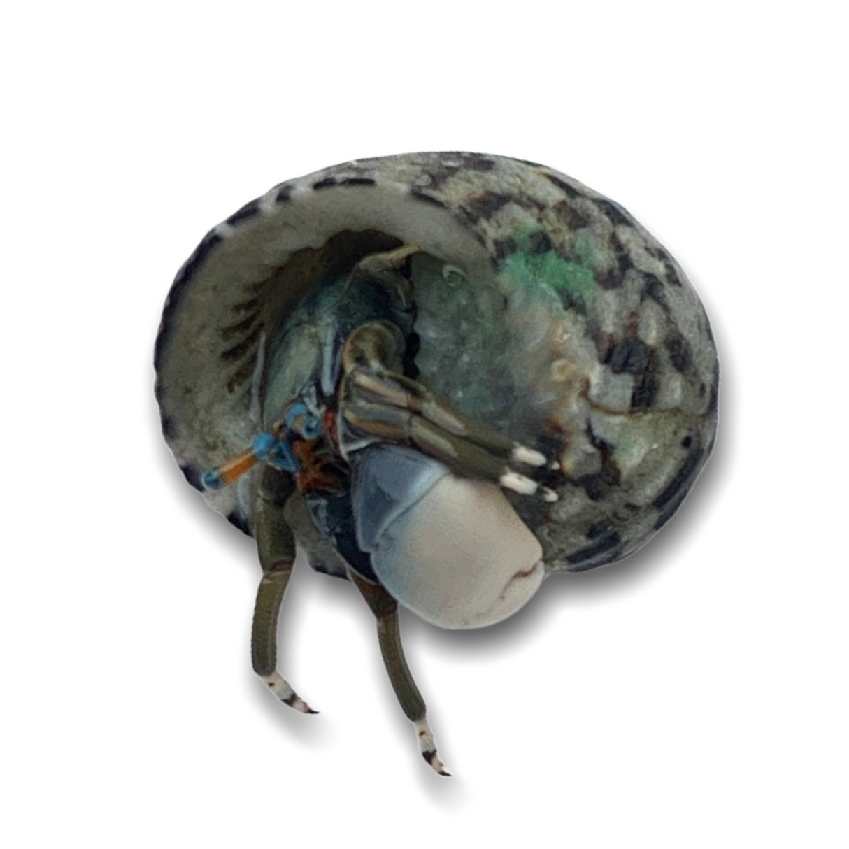 Blue Eye Hermit Crab (Collection Only)