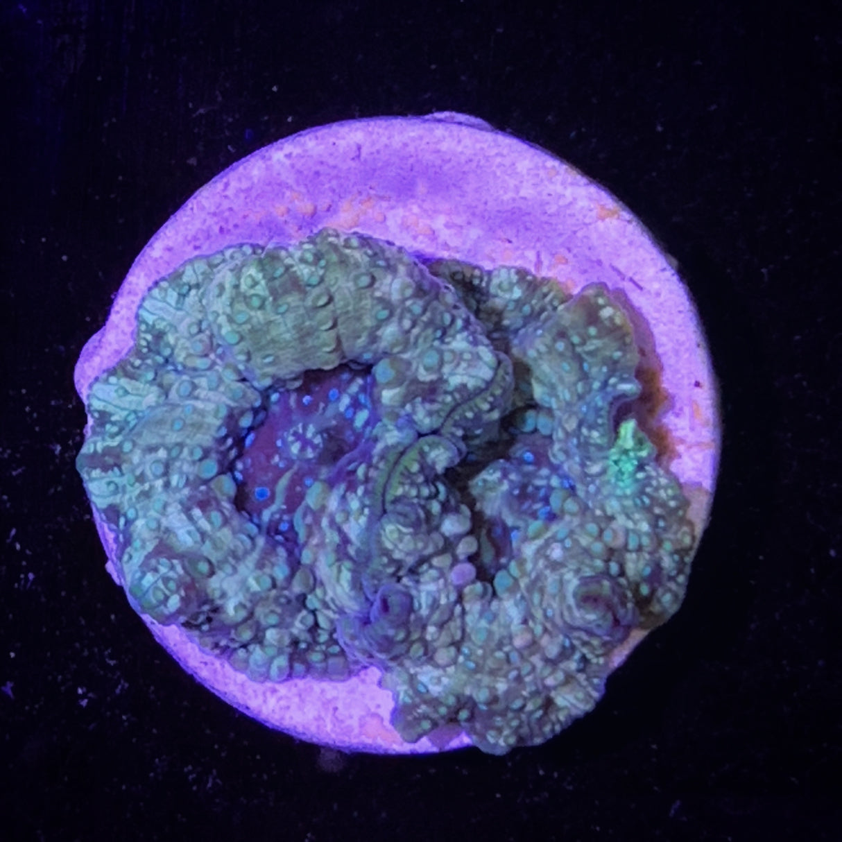 Mushroom