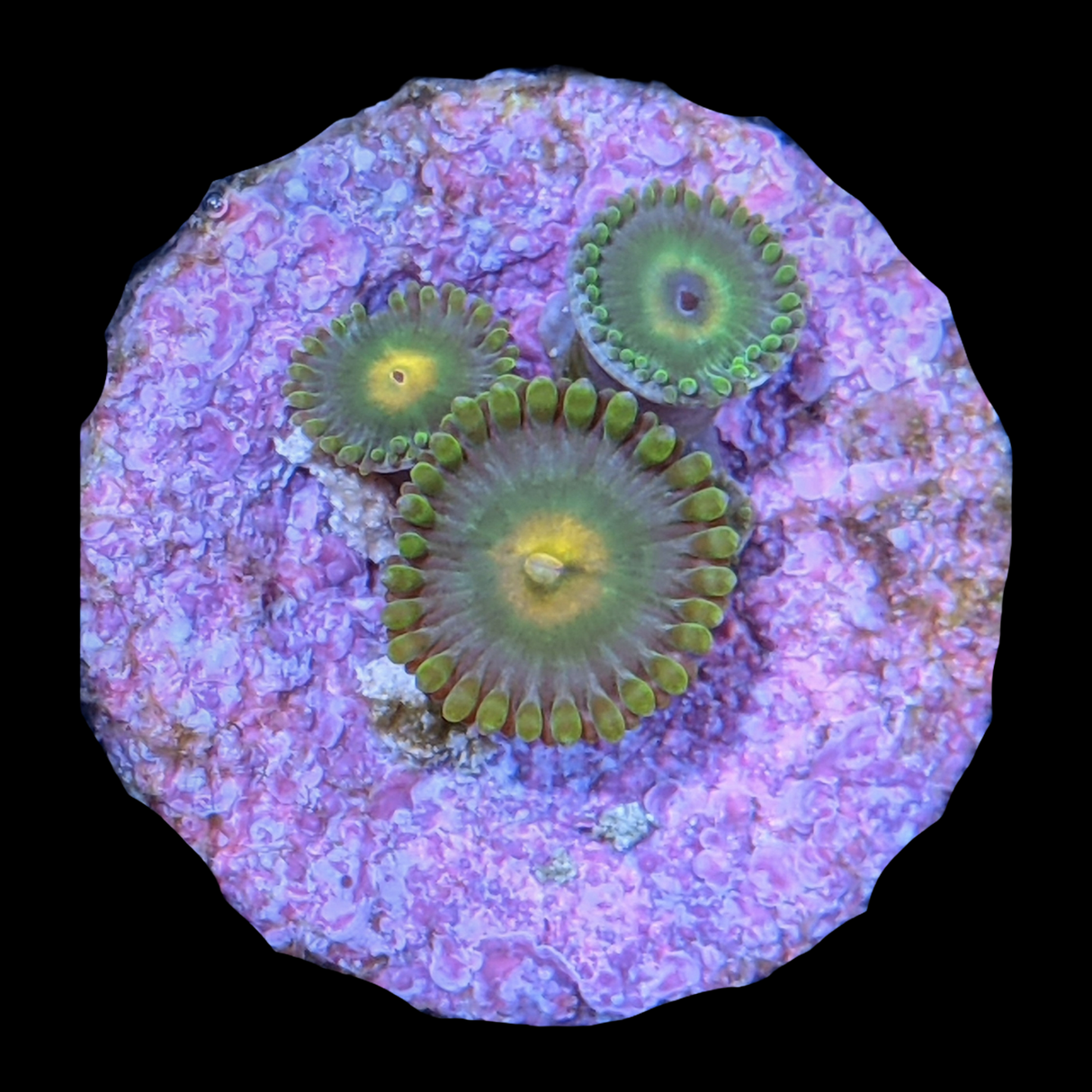 John Deere Zoa Frag