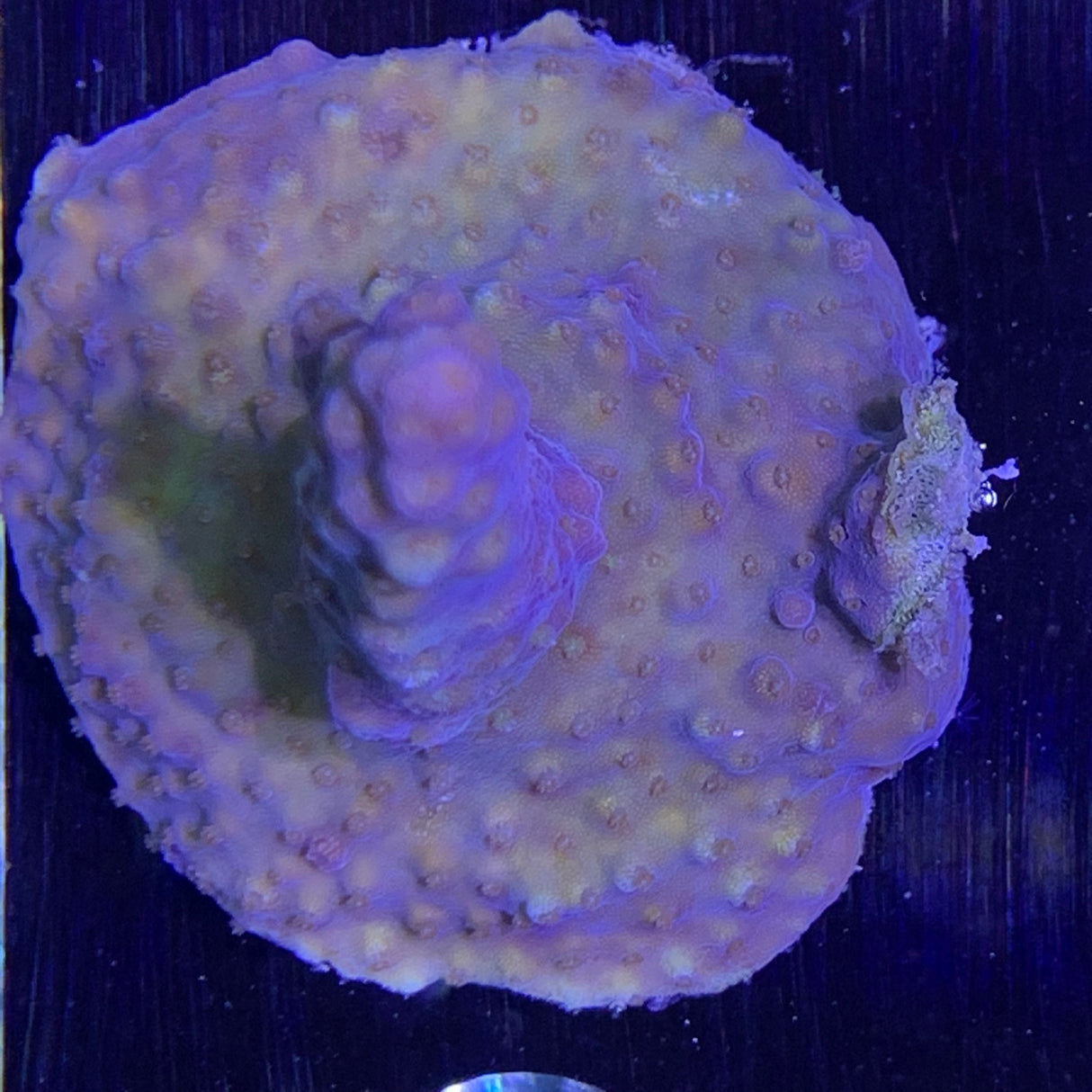 Acropora Frag