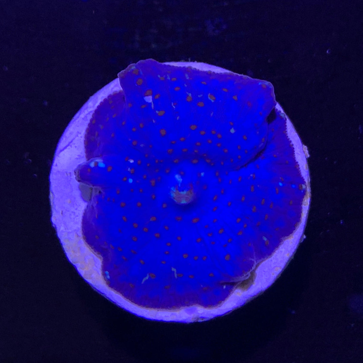 Blue Mushroom