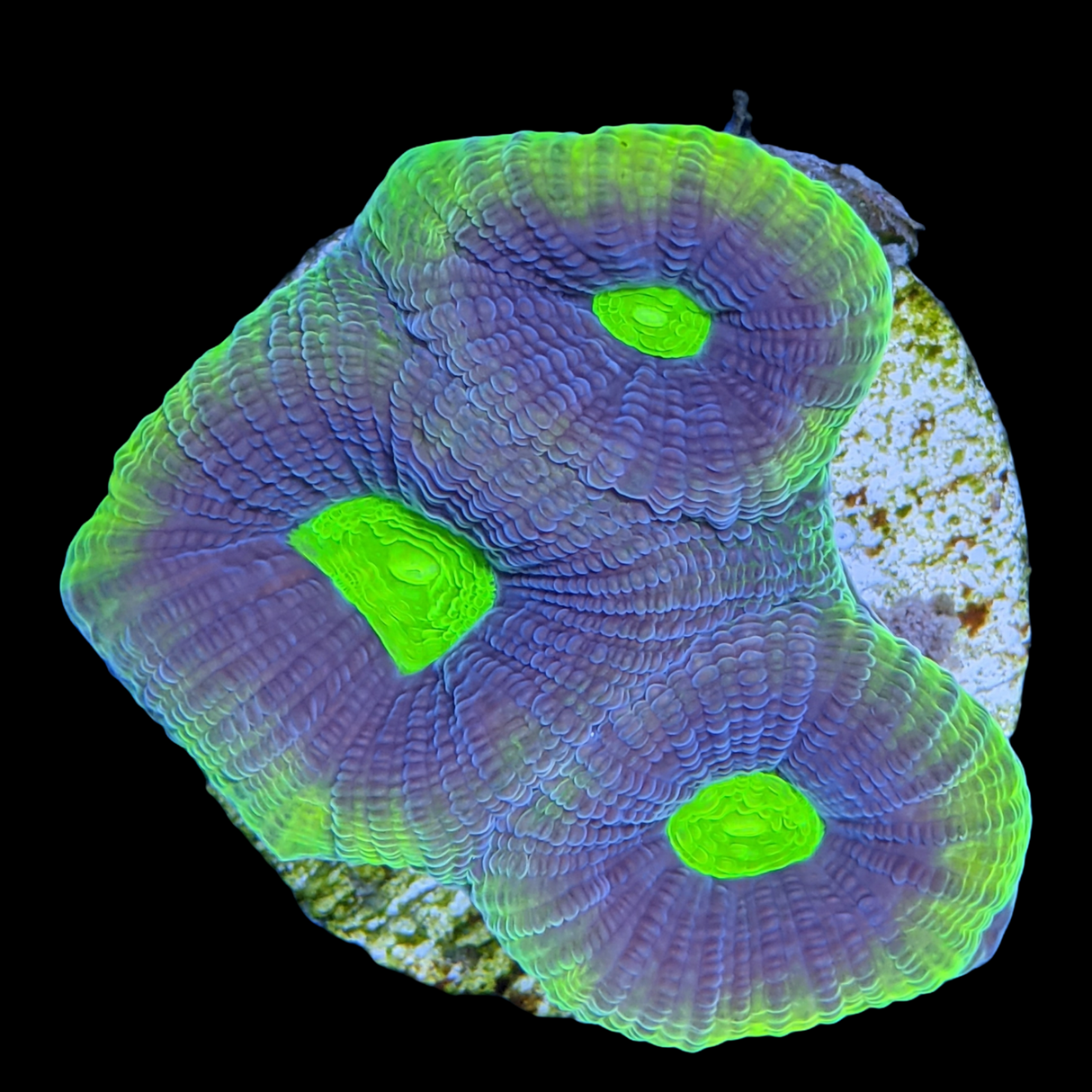 Dragon Soul Goniastrea