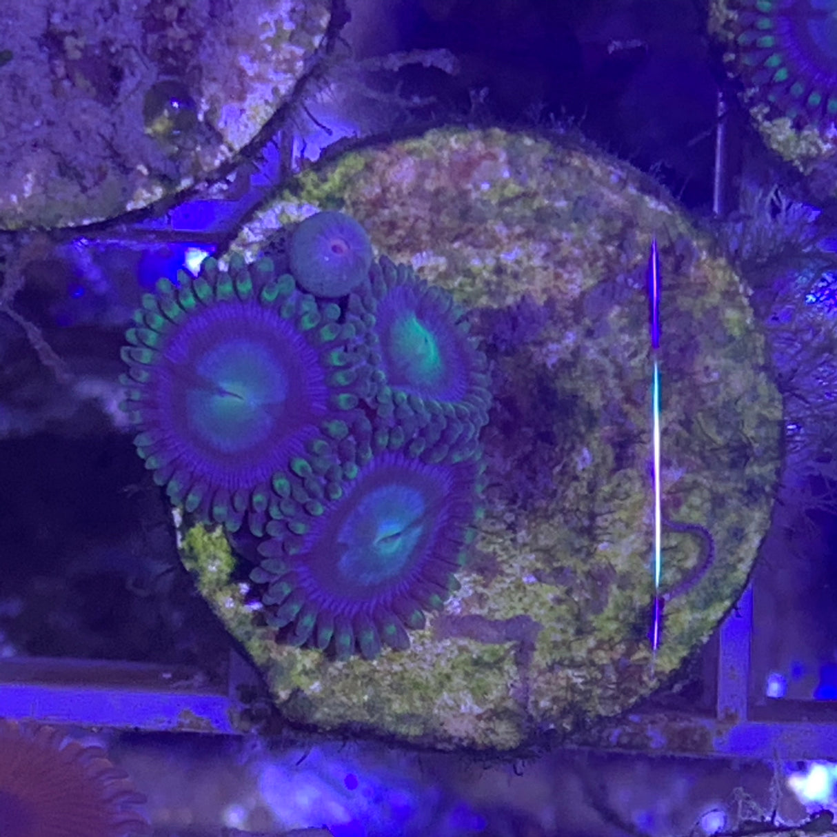 3 polyp Zoa frag