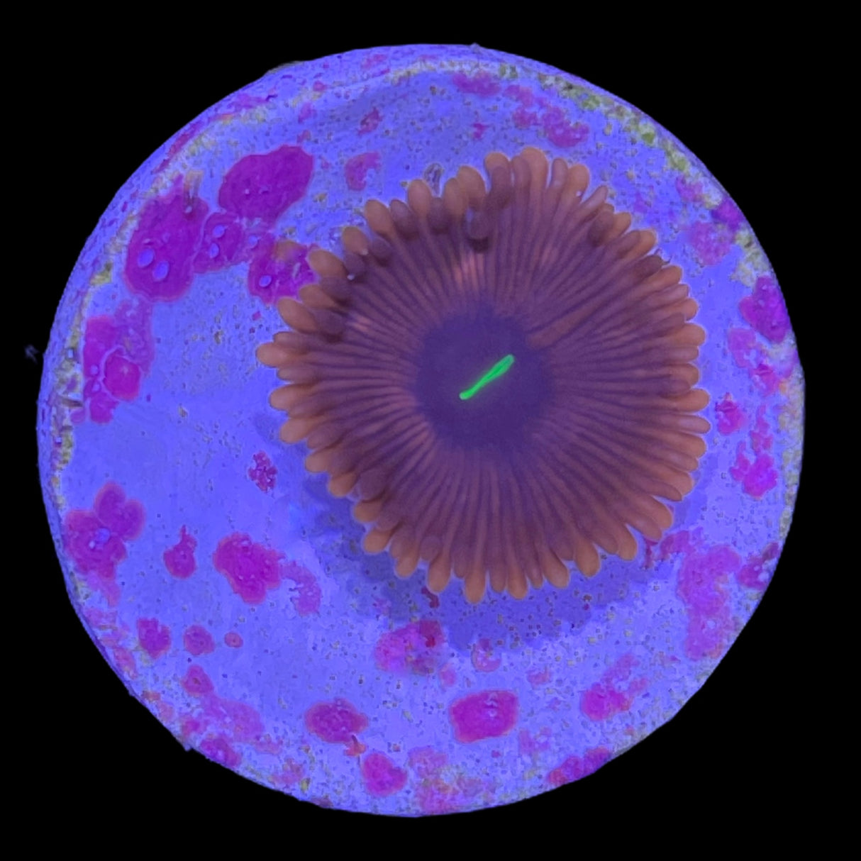 Red People Eater Zoa Frag