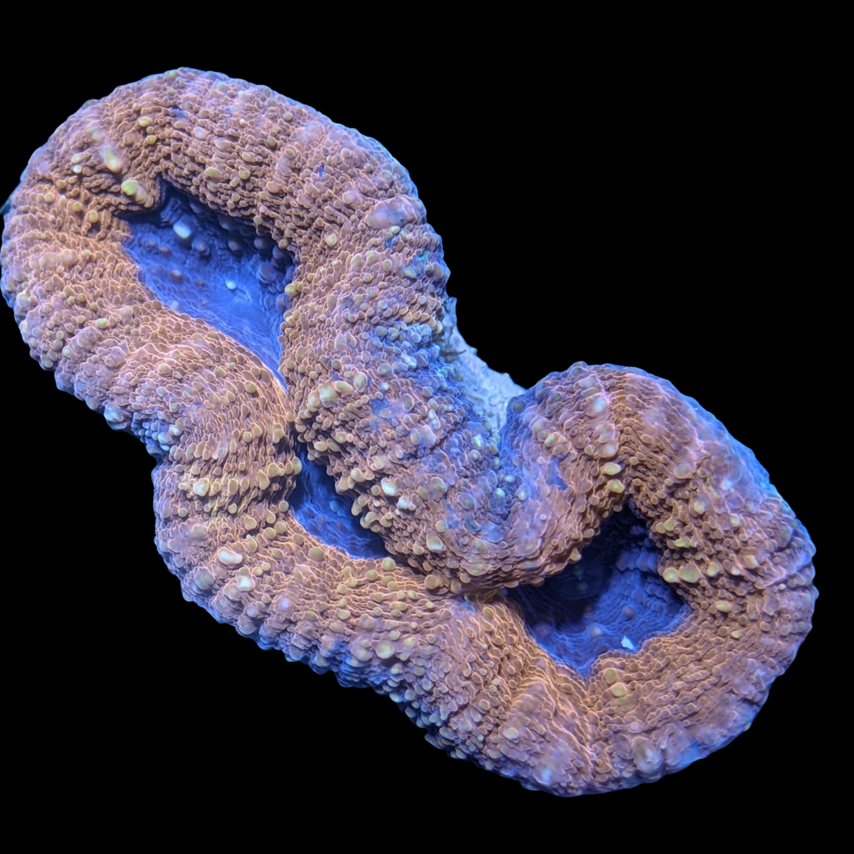 Purple Mouth Red Lobophyllia