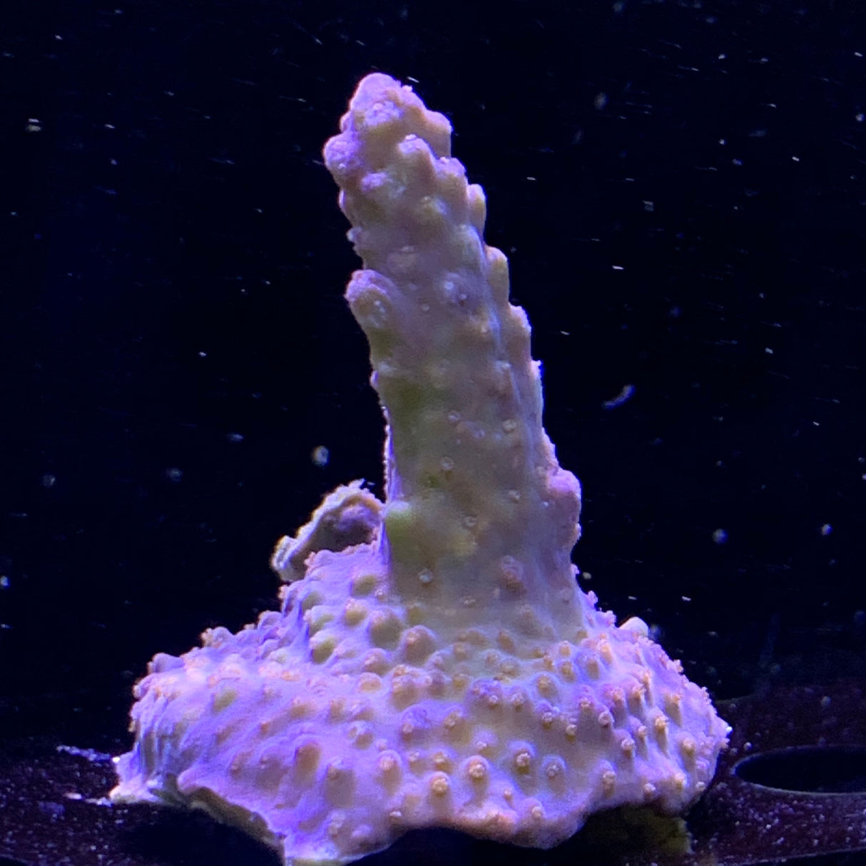 Acropora Frag