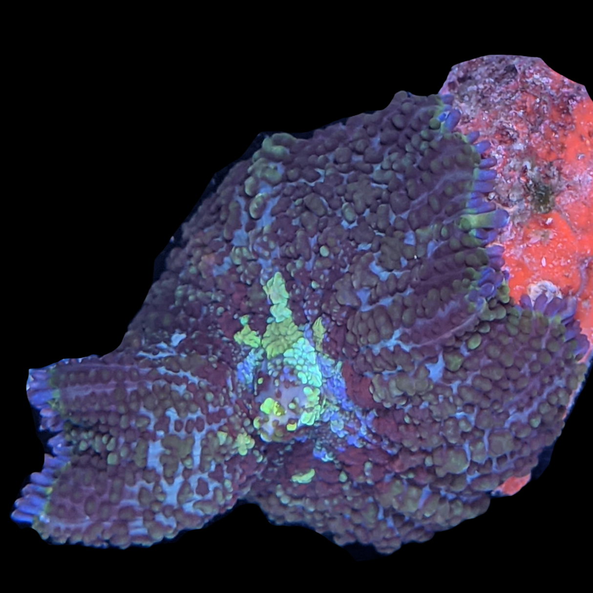 Firework Rhodactis Mushroom