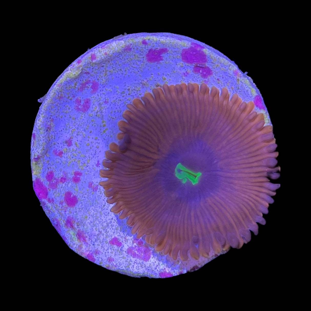 Red People Eater Zoa Frag