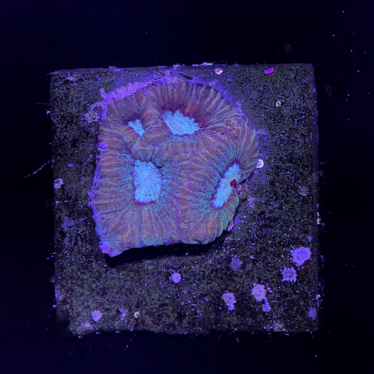 Goniastrea