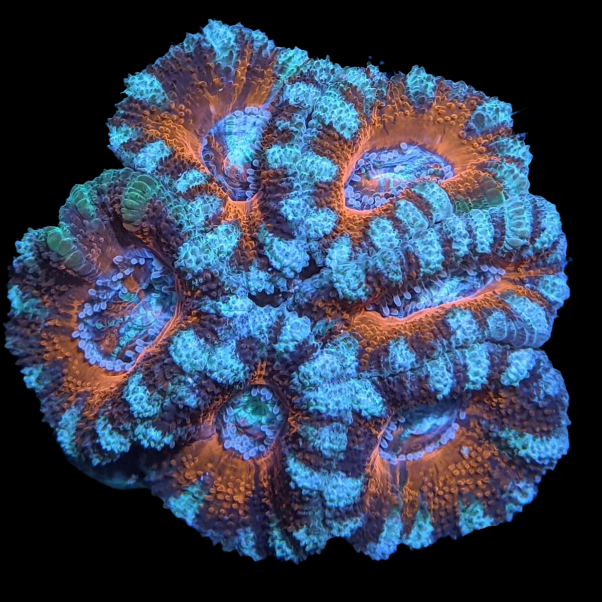 Acanthastrea Lordhowensi