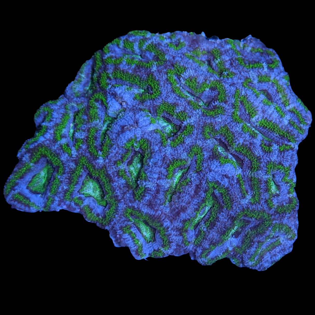 Acanthastrea Lordhowensi Colony