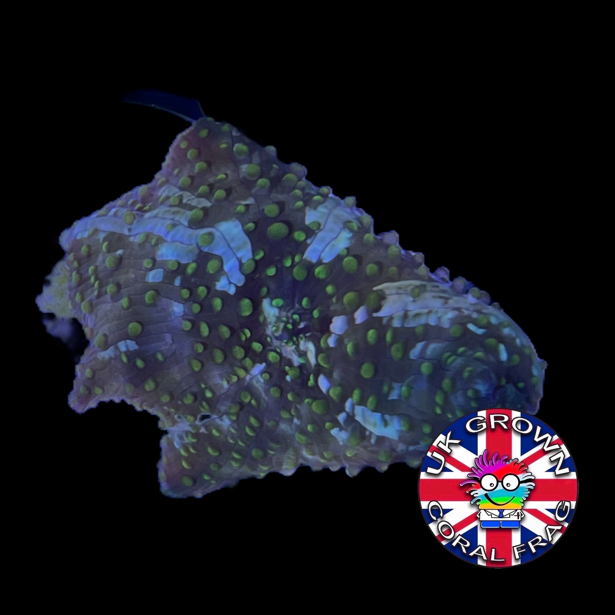 White Stripe Green Mushroom (UK Grown)