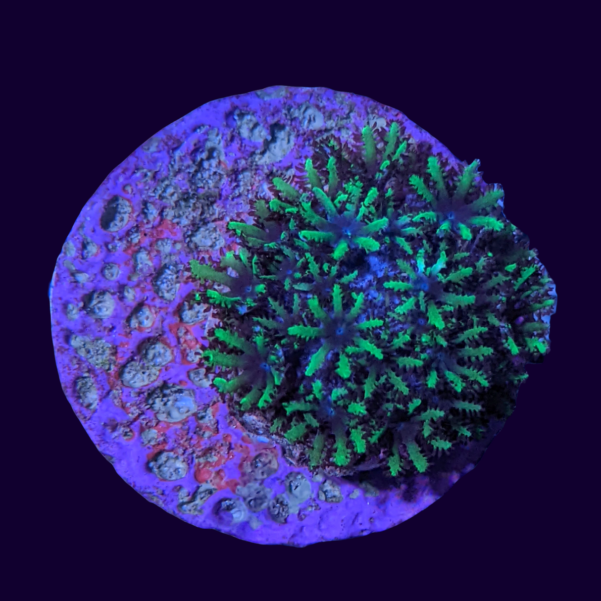 Blue Cauliflower Coral