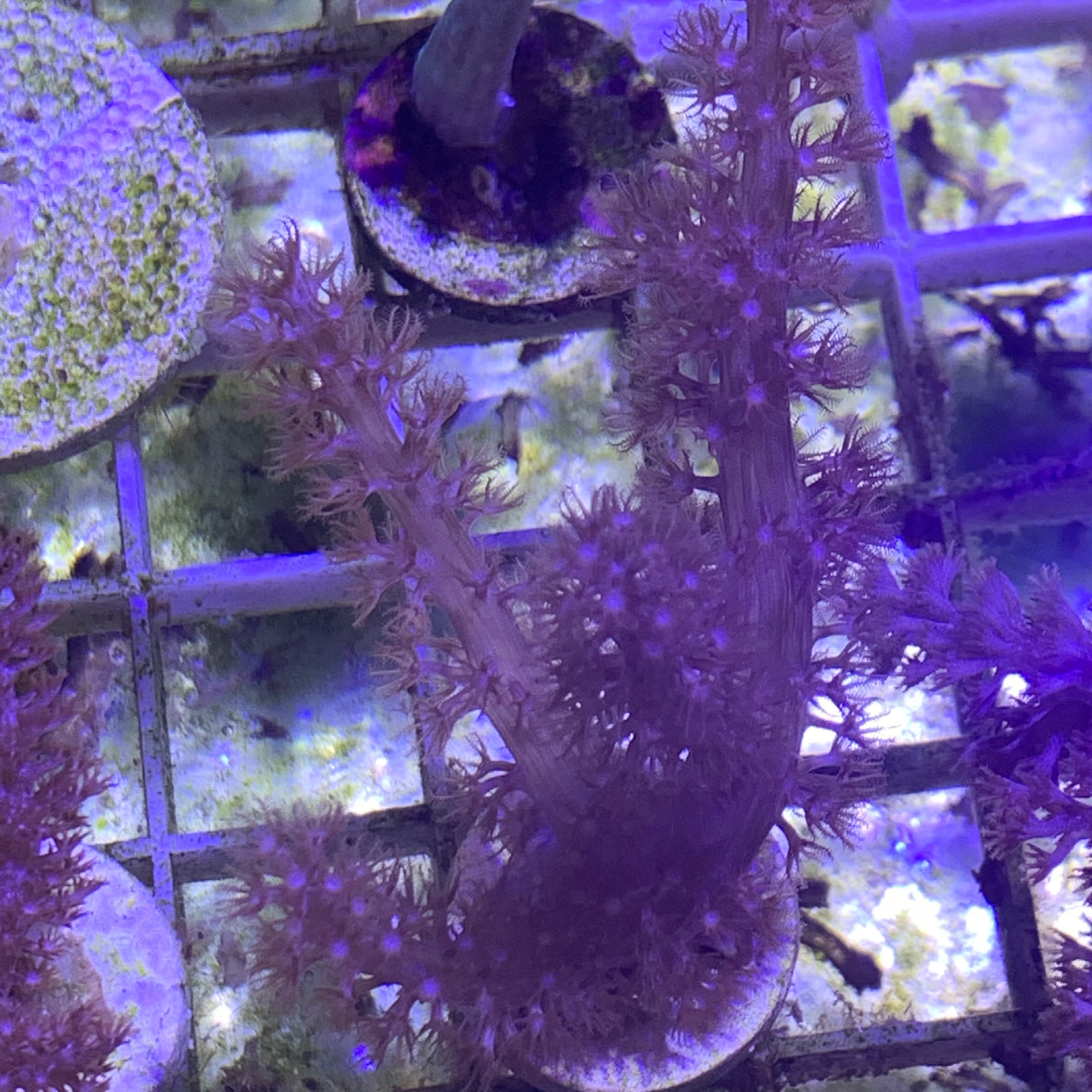 Kenya Tree Coral