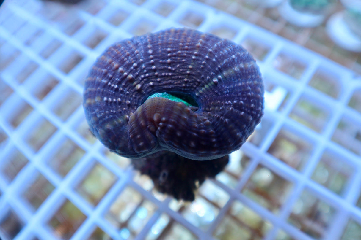 Multi-Coloured Trachyphyllia