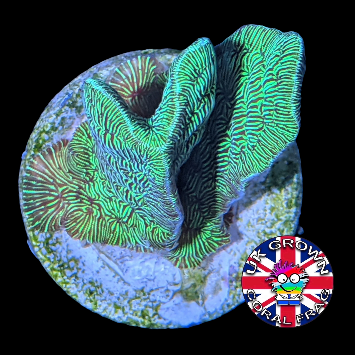 Metallic Green Pavona (UK Grown)