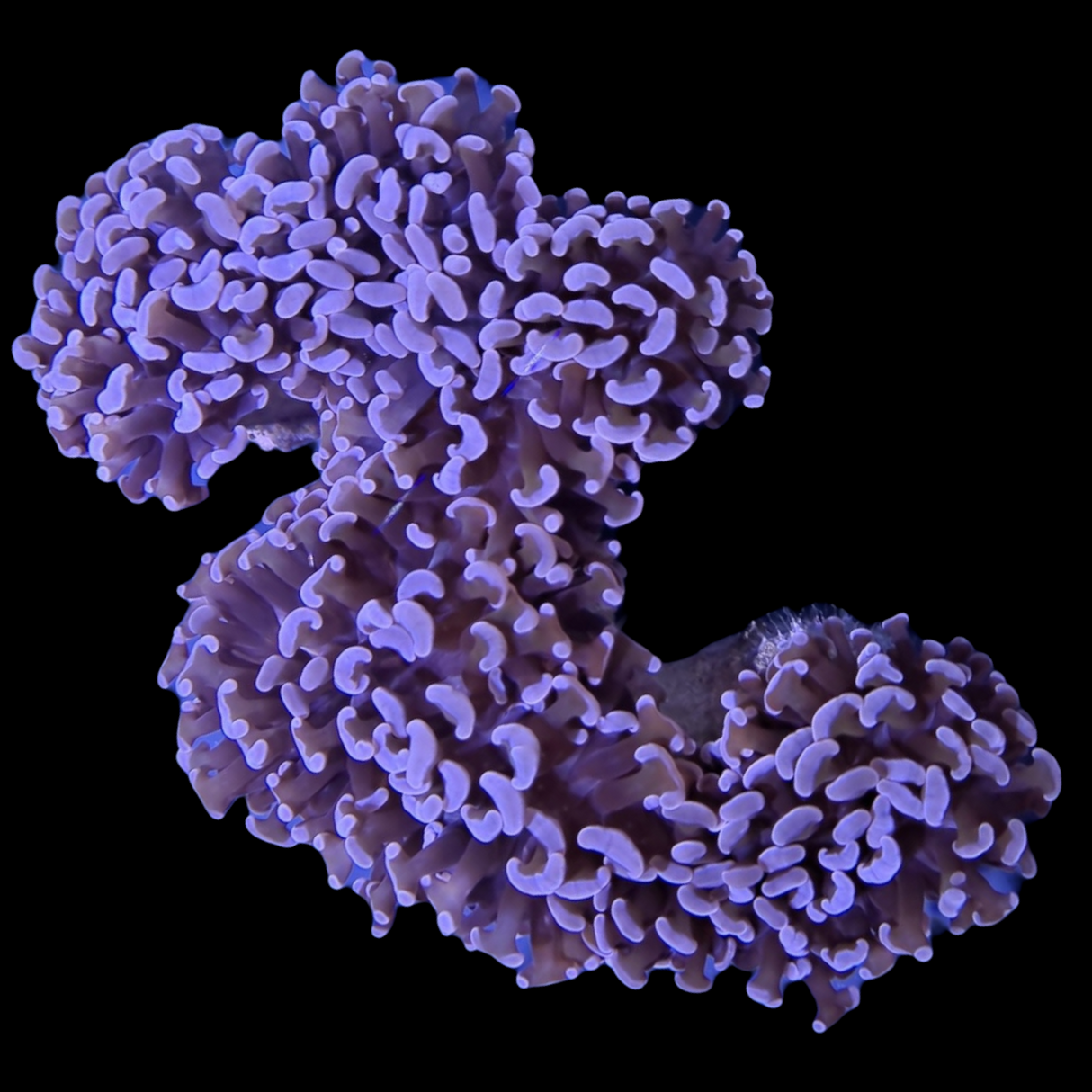 Wall Hammer Euphyllia Ancora Large (Collection Only)