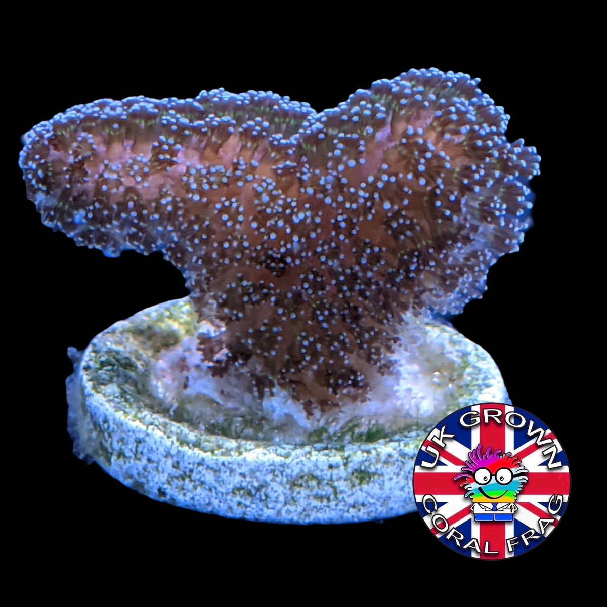 Stylophora Pistillata (UK Grown)