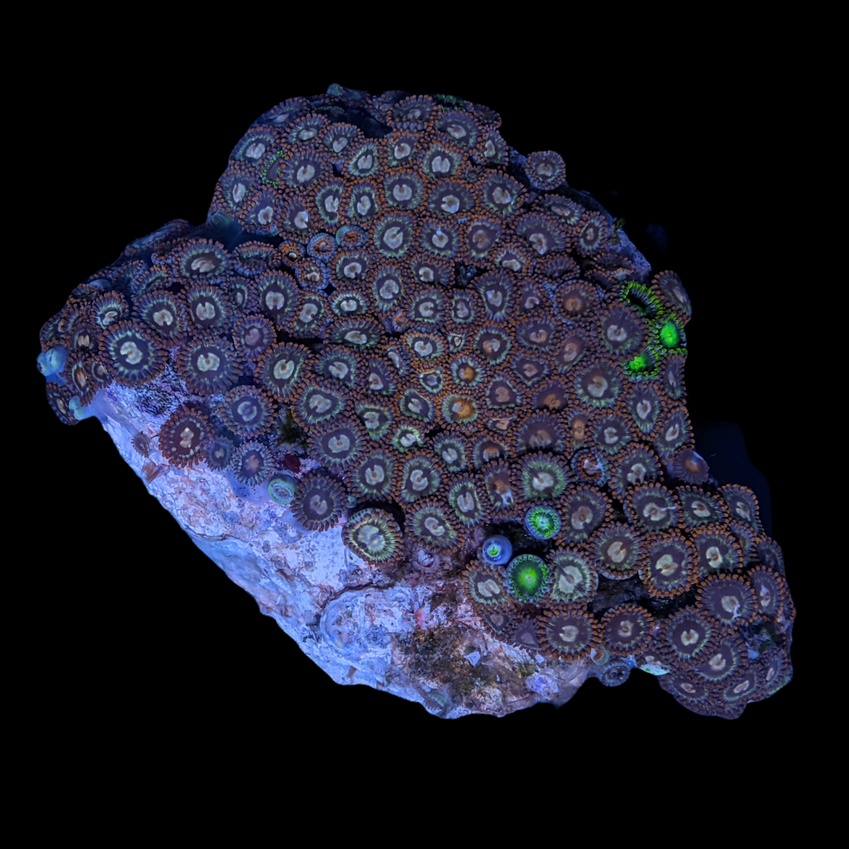 Mini Zoa Colony