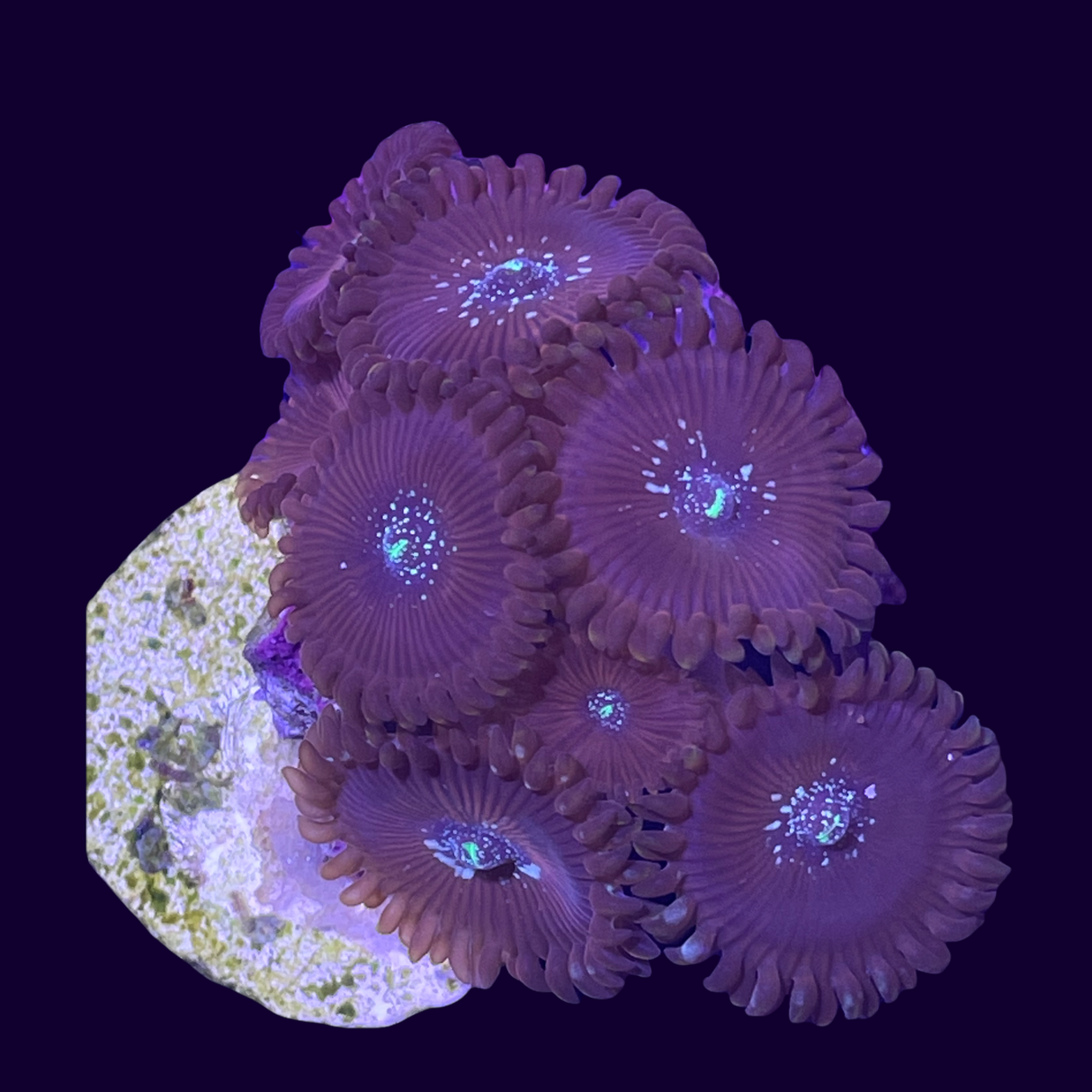 Zoa Mini Colony