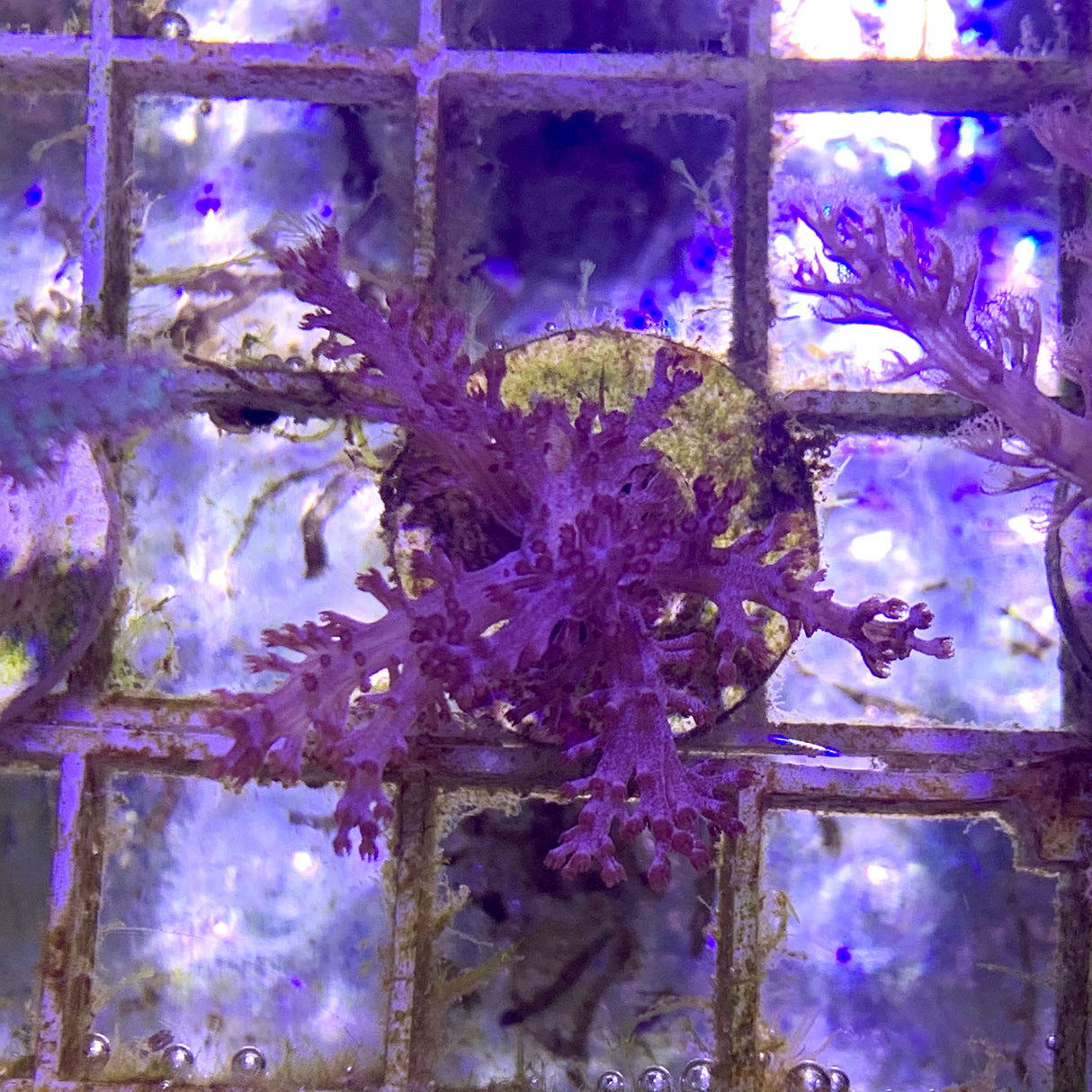 Kenya Tree Coral