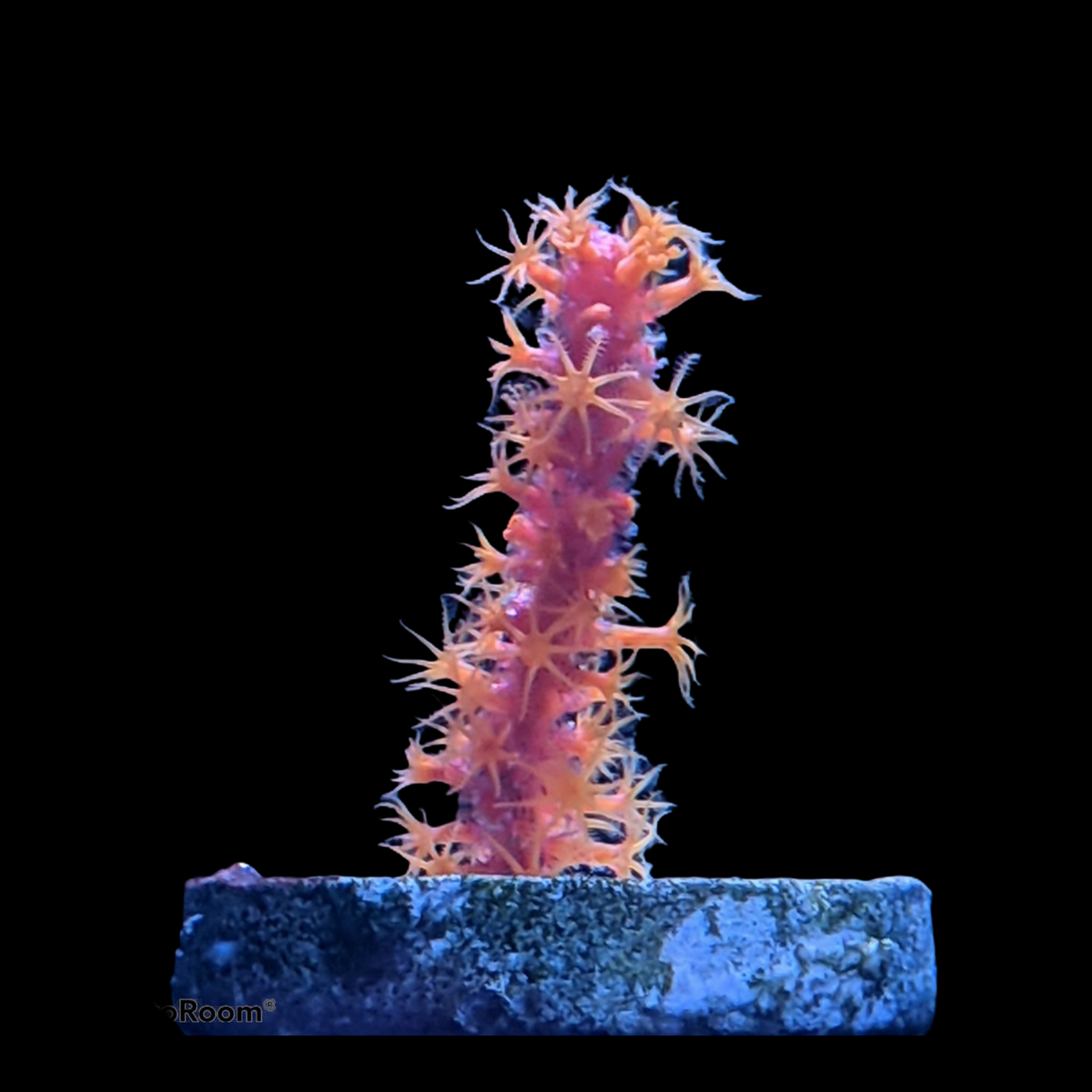 Echinogorgia Rigida Gorgonian