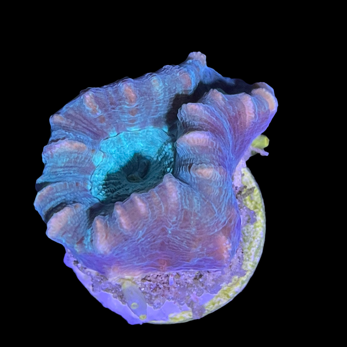 Aquacultured Indonesian Green Pinwheel Candy Cane