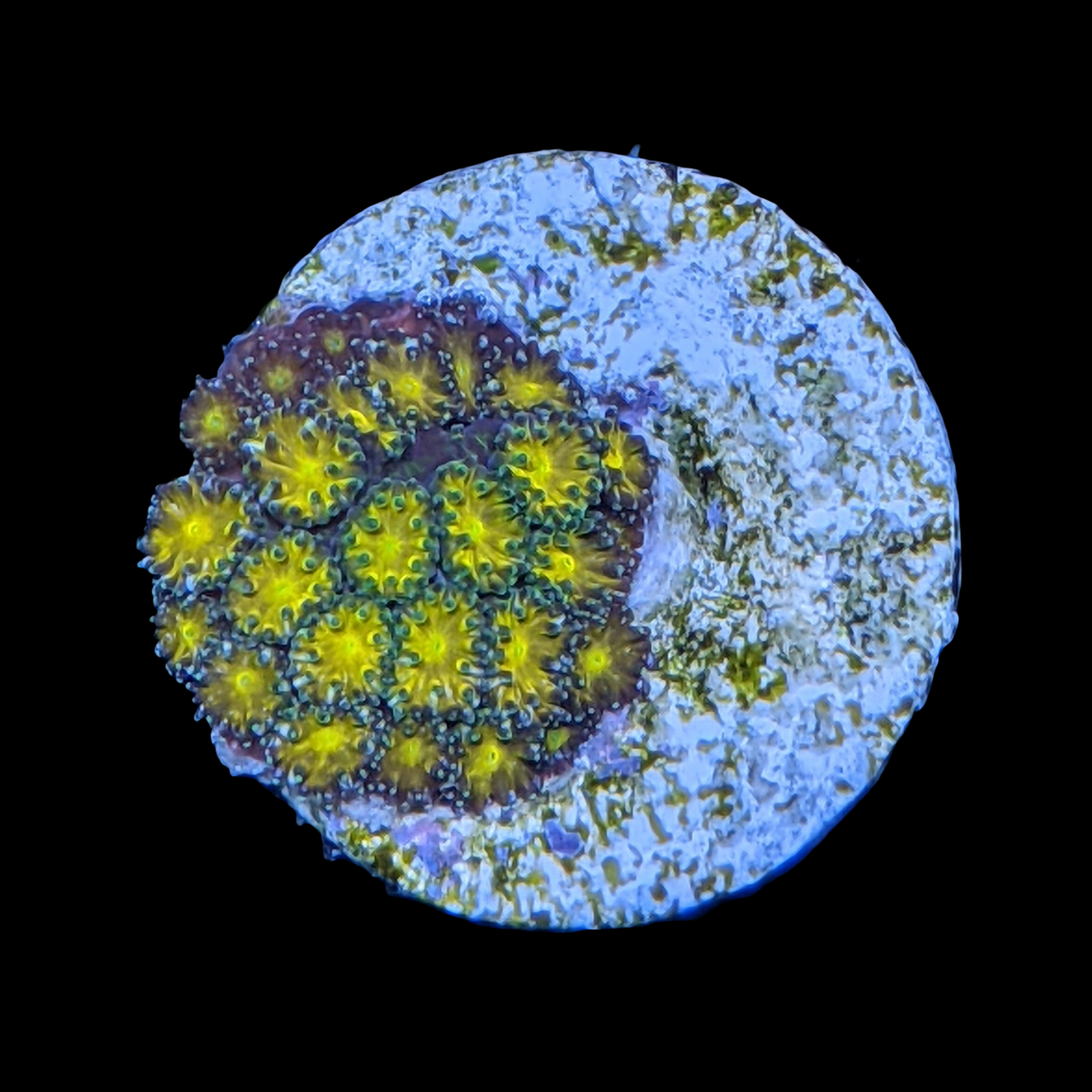 John Deere Leptastrea Frag