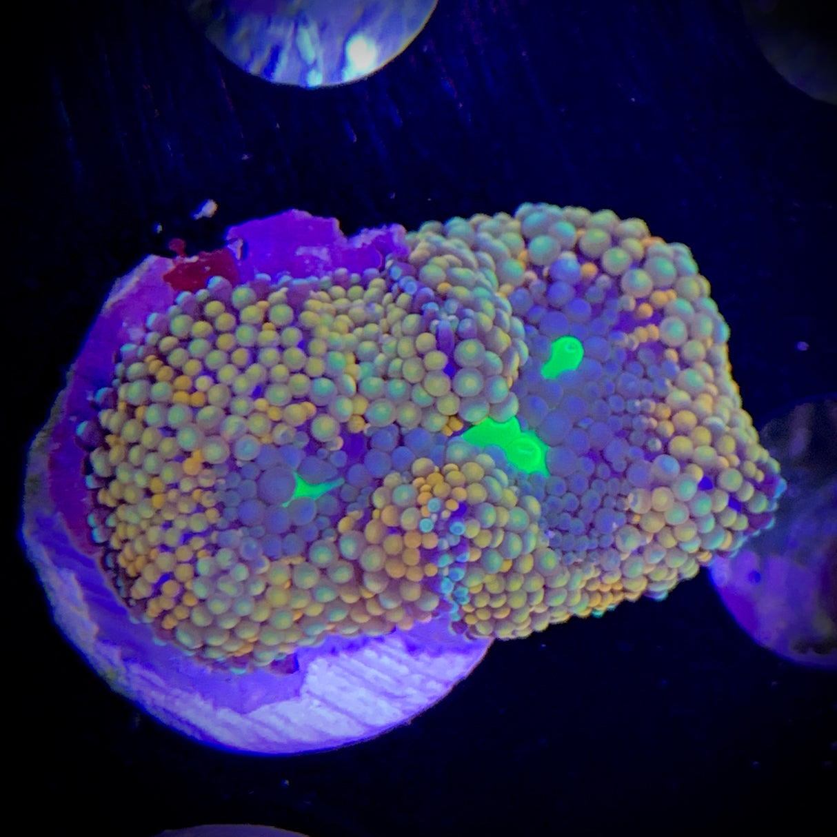 Ricordea Florida