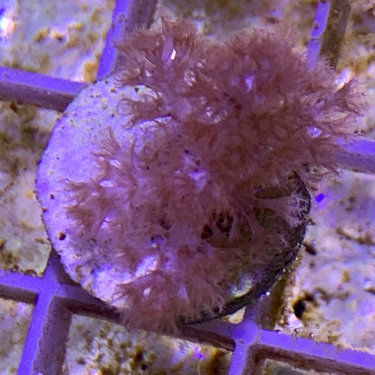 Sinularia Leather Coral