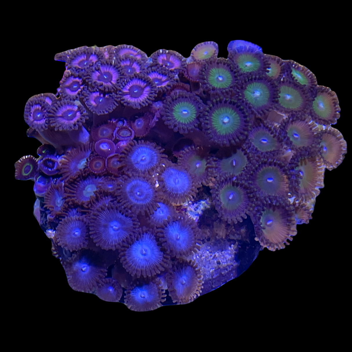 Multiple Indonesian Zoa Disc