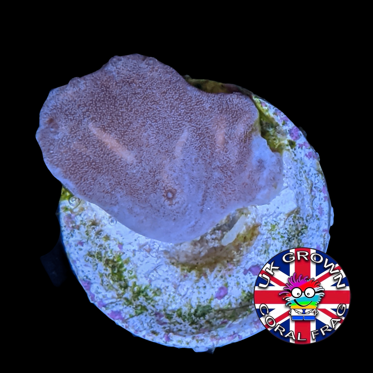 Sinularia Dura (UK Grown)