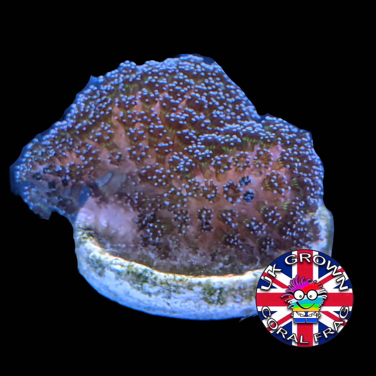 Stylophora Pistillata (UK Grown)
