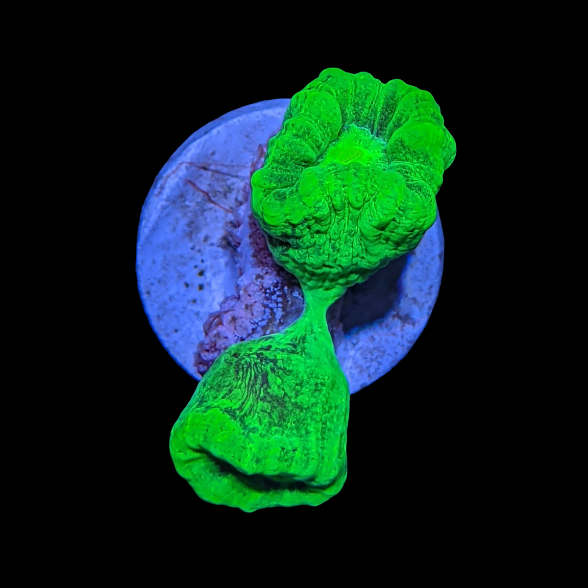 Toxic Green Candy Cane