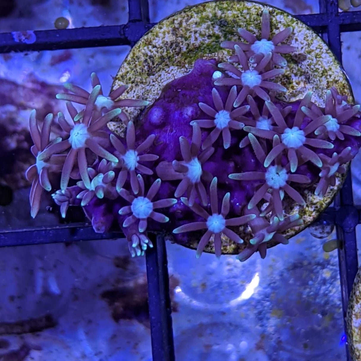 Purple Star Polyp